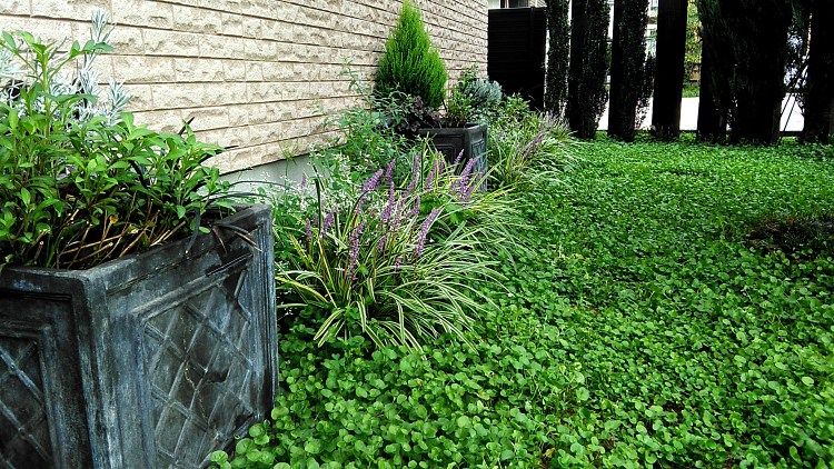 ヤブランの花とペニセタム Miraiの庭 つれづれに 楽天ブログ