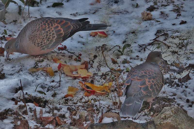 IMG_1487 (800x533).jpg