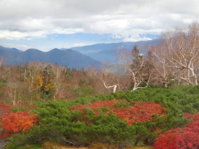 紅葉−1
