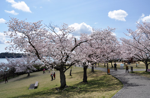 桜５