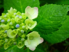 P1110208 (230x173).jpg