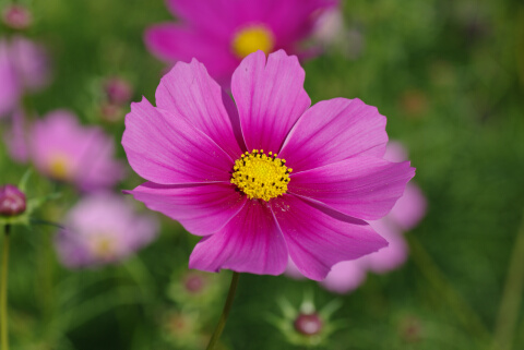 花の丘のコスモス