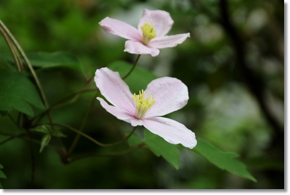 実家の庭-10 クレマチス・モンタナルーベンス 16.4.25