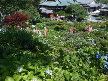 花のお寺「本勝寺」の紫陽花