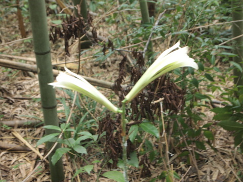 起き上がったウバユリの花