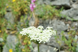 DSC_9943 (2)300.jpg