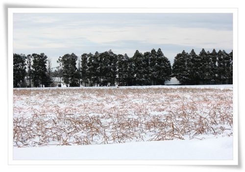 河北潟干拓地-2 ハス畑-1 13.1.5
