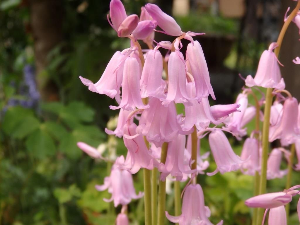 シラーベルビアナとシラーカンパニュラータ Kimi Teaの花日記 楽天ブログ