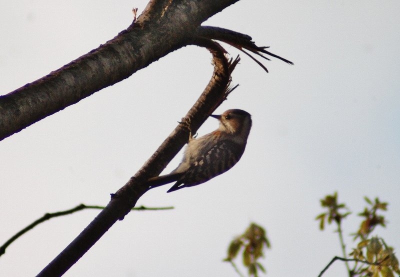 IMG_7306 (800x554).jpg