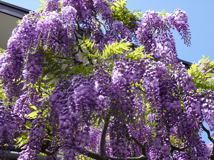 地元の藤の花を愛でに(その1) | JINさんの陽蜂農遠日記 - 楽天ブログ