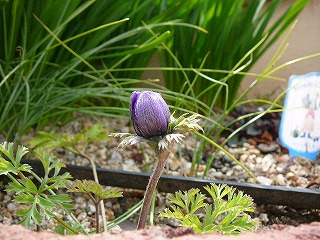 P1270463ss.jpg