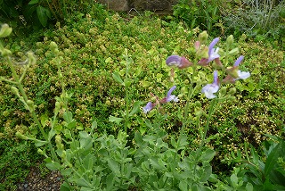 P1040398ss.jpg