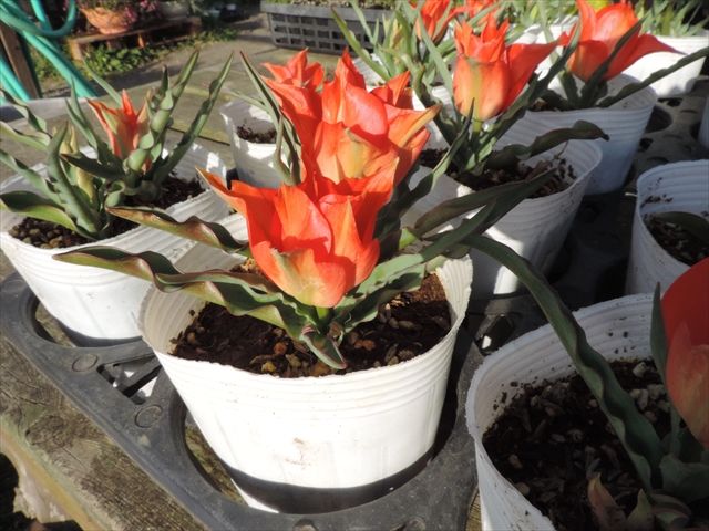 åŽŸç¨®ãƒãƒ¥ãƒ¼ãƒªãƒƒãƒ— ãƒªãƒ‹ãƒ•ã‚©ãƒªã‚¢ ç