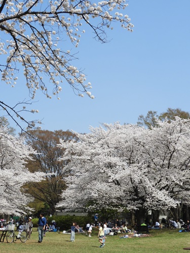 光が丘公園の桜