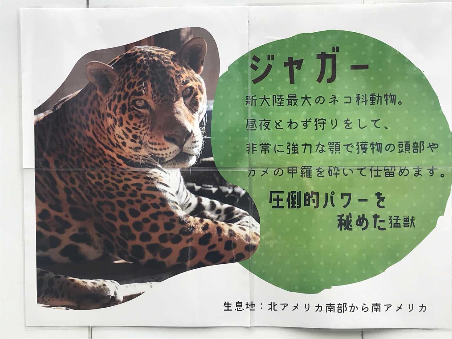 姉妹動物園week21 メキシコの動物たち 今日は誰と会えるかな だいたい東山動植物園 楽天ブログ