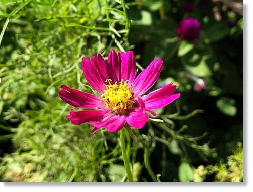ダイソーのコスモスと春菊の種蒔きと 末摘む花の雑記帳 楽天ブログ