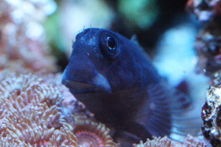 2014_0624ｻﾝｿﾞｱﾝｼｯﾄﾞ､ﾌﾀｲﾛｶｴﾙｳｵ0006.JPG