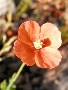 ナガミヒナゲシ　4.27　2015