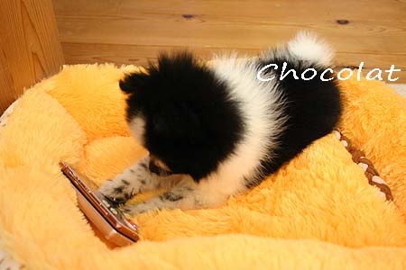 ショコラとケータイ