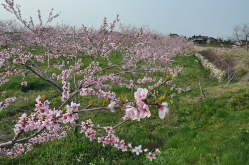 桃の花