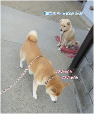 トムちゃん毛布5.jpg