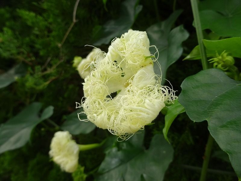 6月27日 今日の一花 その２ カラスウリ 烏瓜 Gazengamaのブログ 散歩中に出合った花と趣味の陶芸作品 楽天ブログ