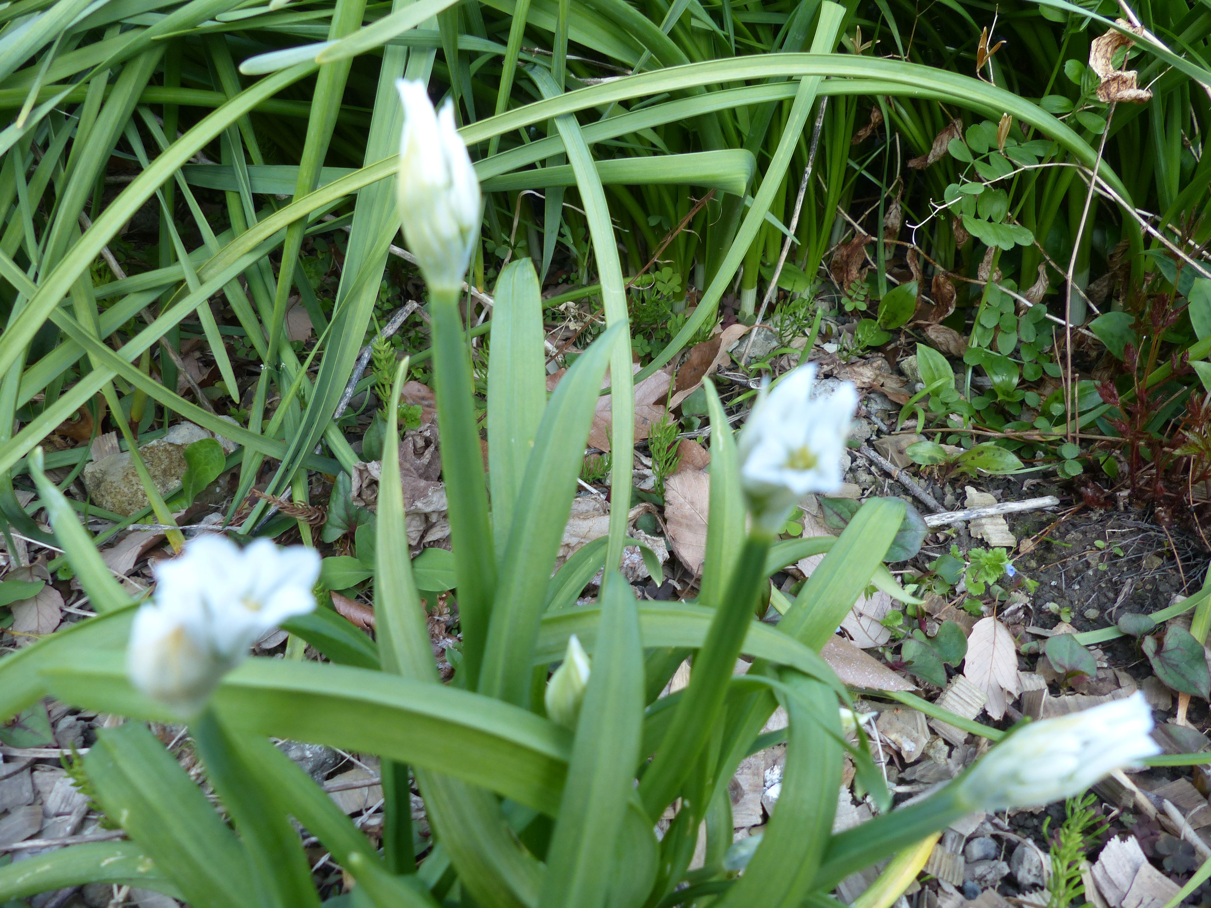 水仙より少し幅広の葉 花が小さな釣鐘型 オープンガーデン 楽天ブログ