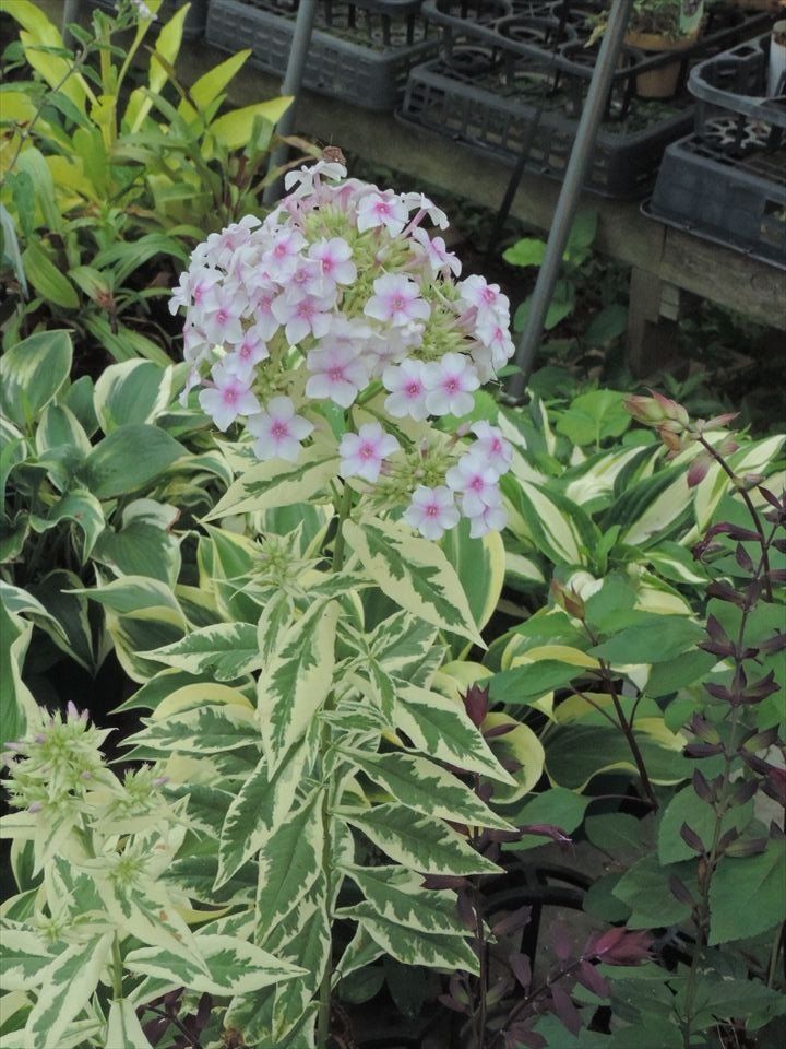 フロックス 田舎の花屋日記 楽天ブログ