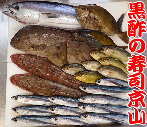 和歌山の魚　鮮魚　宅配寿司