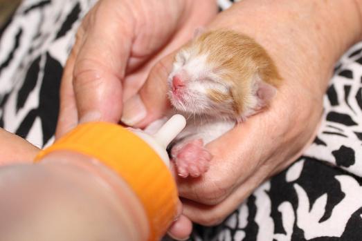 IMG_2737 - コピー.JPG