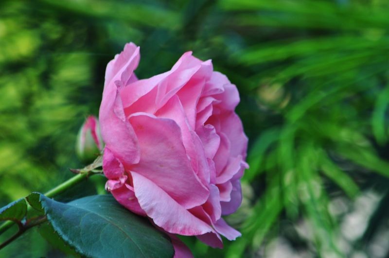 Ｊ・薔薇.jpg