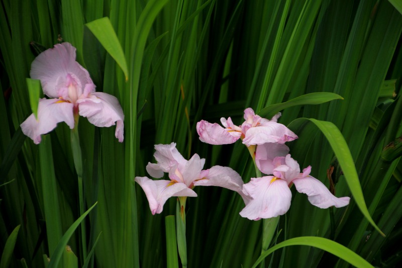 花菖蒲色々_12.jpg