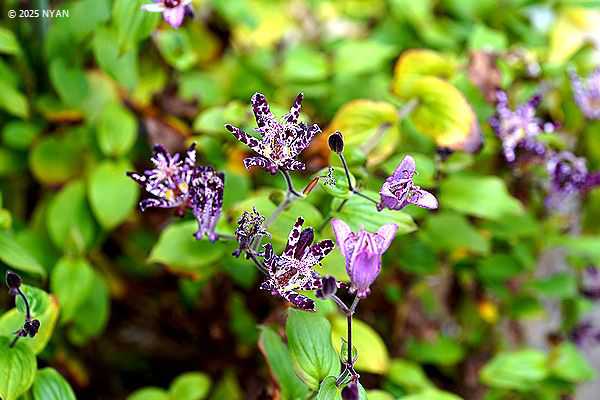 ホトトギス（杜鵑草、ユリ科）