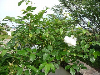 P1020141ss.jpg
