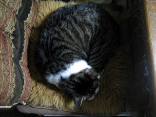 マフのお気に入りの寝場所