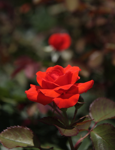 薔薇