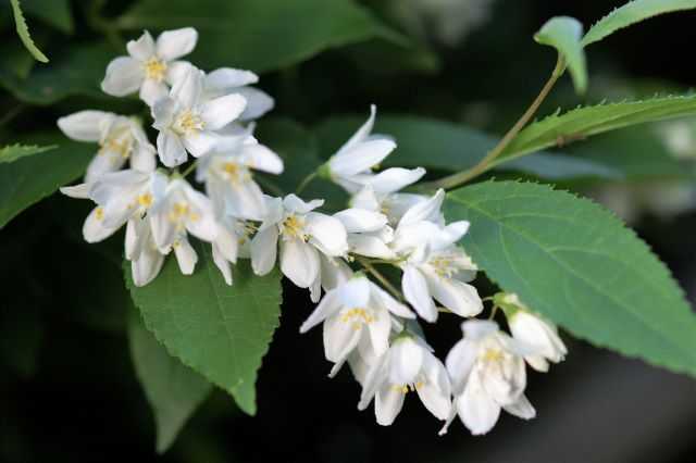 二つの呼び名 姫卯木 卯の花??? | お花のひとりごと - 楽天ブログ