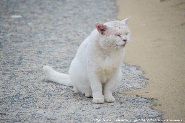 とある一匹の白猫のお話 | 今日の予定 - 楽天ブログ