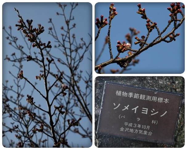 金沢地方気象台 ソメイヨシノ 15.3.30