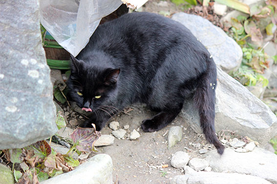 我が家のニャンコ♪2014/12/19-2