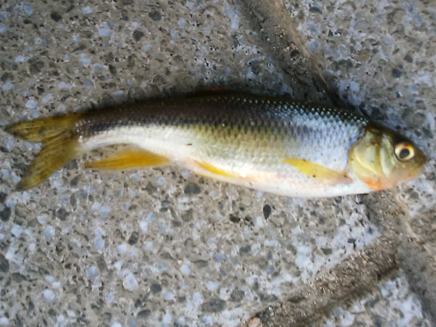 ハヤ釣り 牛頸川 ミャク釣り 練り餌さ研究してみた 釣り釣りgogo 楽天ブログ