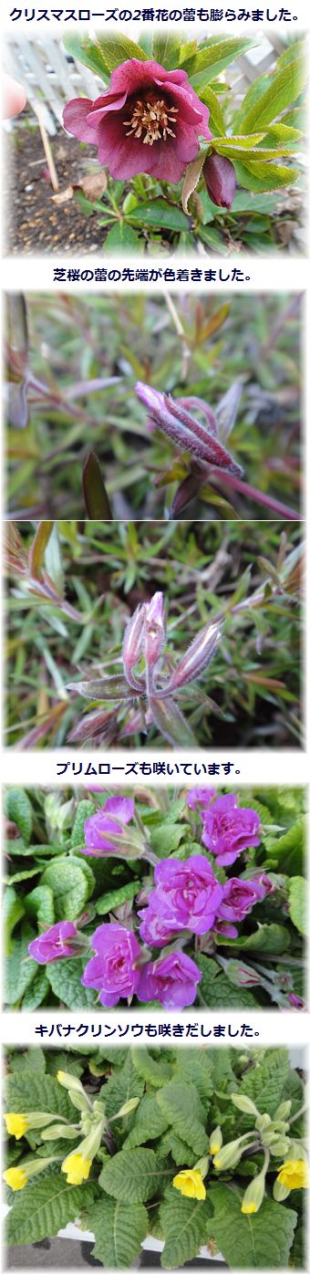 裏庭の花たちの様子