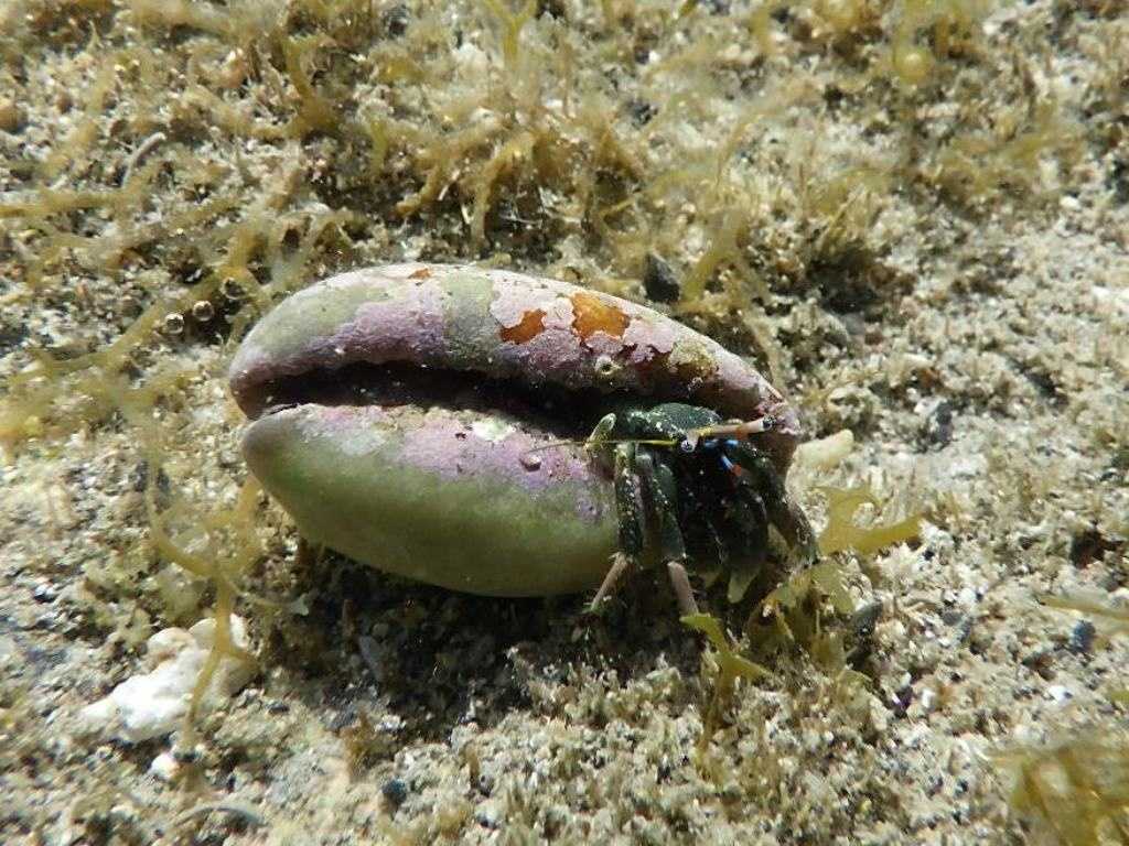 串本磯採集2023年8月上旬32　ツマジロサンゴヤドカリ（Calcinus latens）