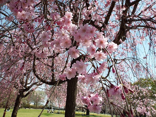 sidarezakura- 43-b.jpg