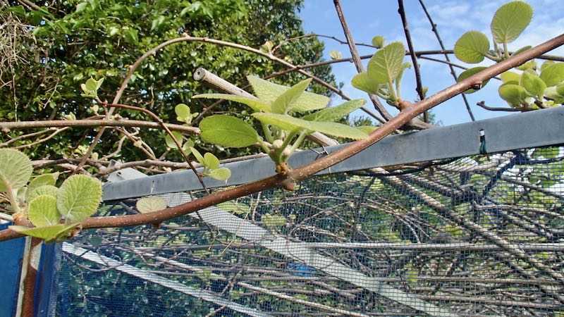 花芽は 林檎が一番 楽天ブログ