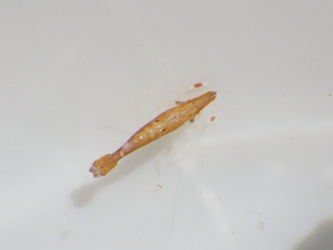 沖縄深海魚採集2017年9月下旬13　マイヒメエビ（Leander tenuicornis）