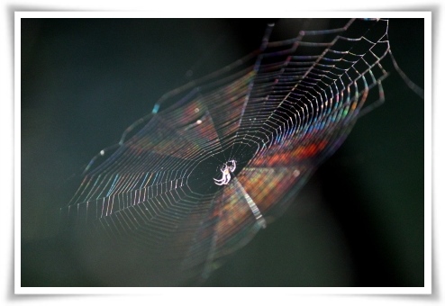 健民海浜公園-11 クモの巣 13.10.13