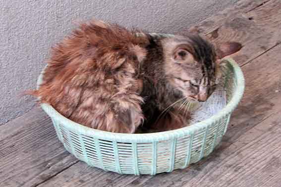 我が家のニャンコ♪2016/06/27-03