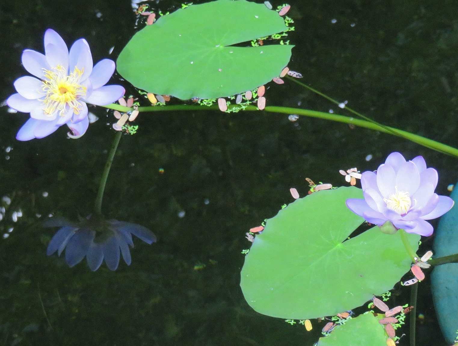 京都府立植物園で見た花 ベルトロニア他 だい のひとりごと 楽天ブログ