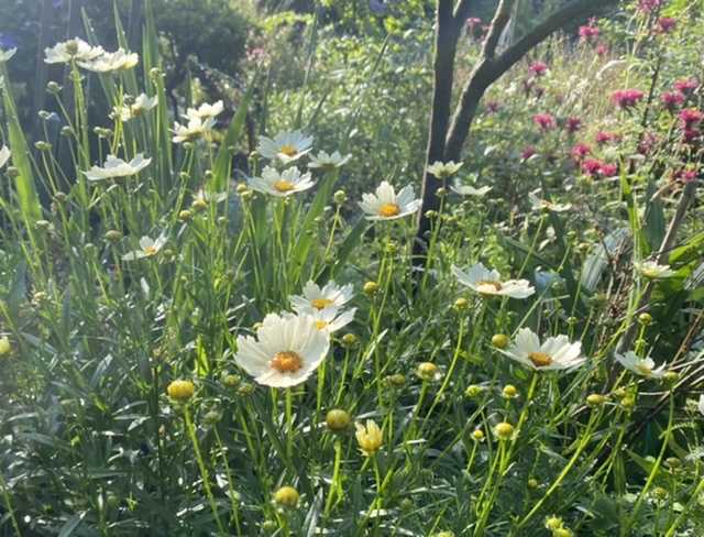 コレオプシス。輪は広がっていくものですね。 | 静かな時が流れる｢風の